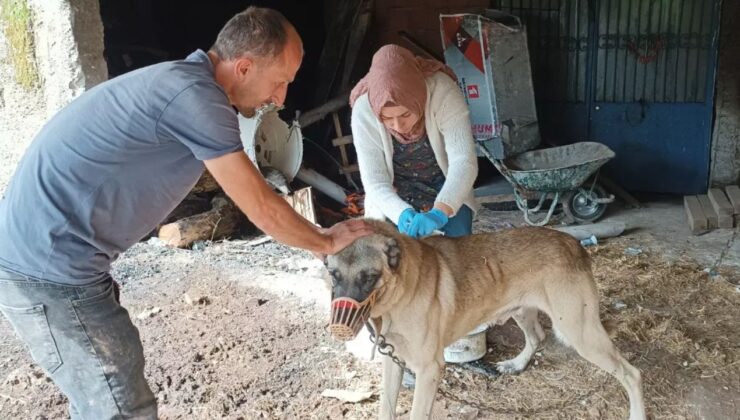 Yığılca’da Sokak Hayvanlarına Kimliklendirme ve Aşılama Yapıldı