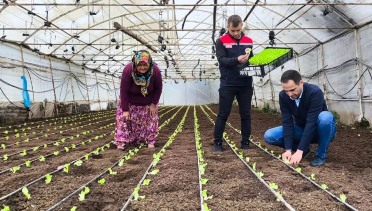 AKE Projesi Kapsamında Marul Fideleri Toprakla Buluştu