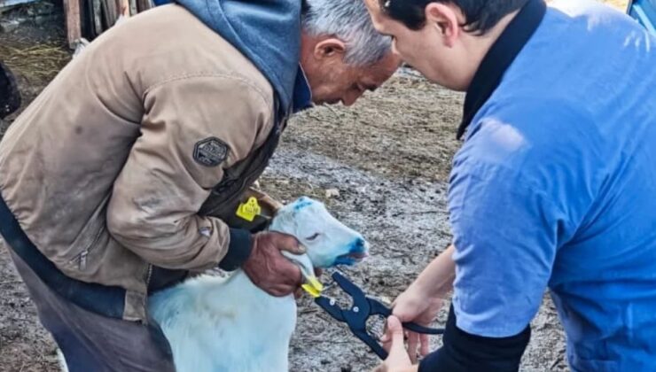 Gökçeağaç’ta Küçükbaş Hayvanlara Küpe Uygulaması Yapıldı