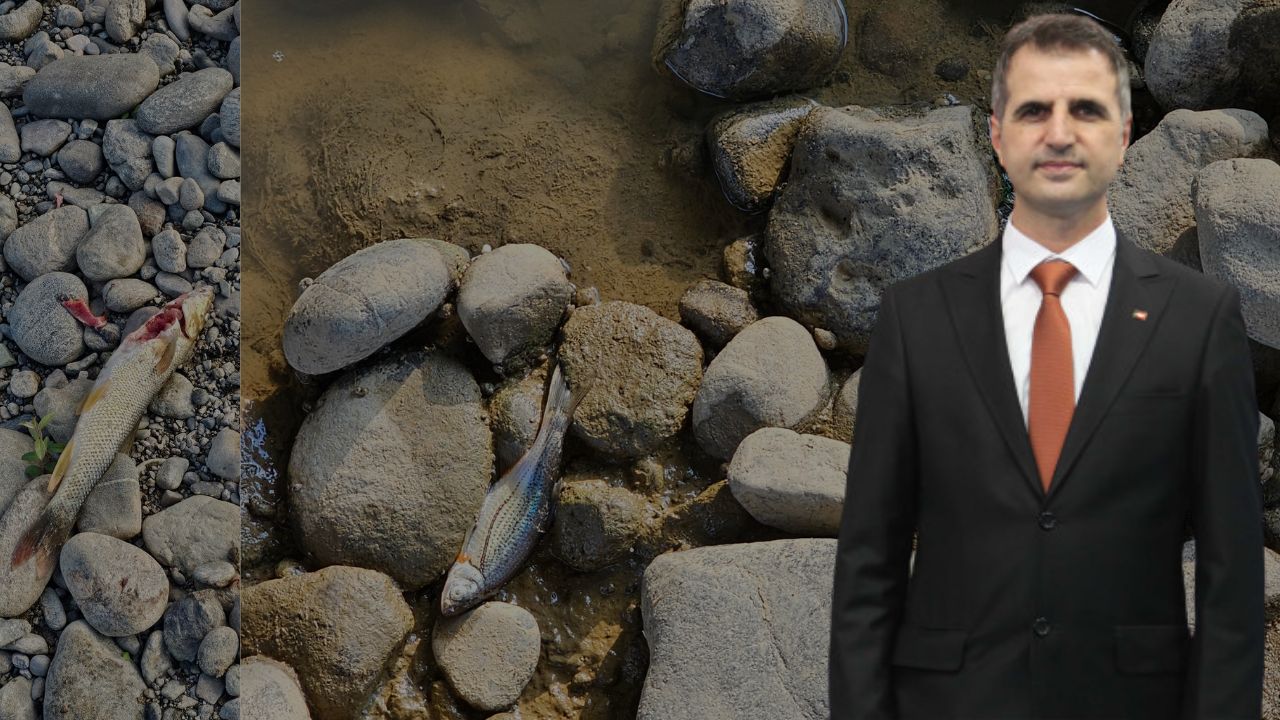 Sarayyeri Akarsuyu’nda Kirlilik İddiası; Balık Ölümleri Yaşanıyor