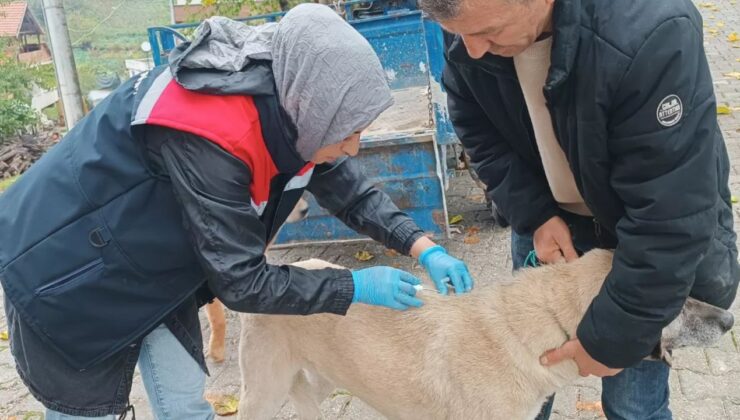Yığılca’da Veteriner Hekimler Sahada