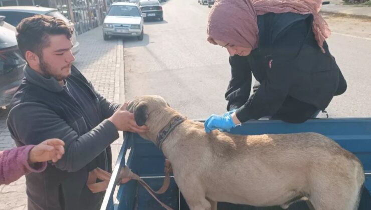 Yığılca’da Sahipli Hayvanlara Kimliklendirme ve Kuduz Aşısı Uygulaması Sürüyor