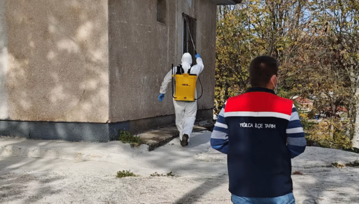 Yığılca’da Kahverengi Kokarca Mücadelesi Sürüyor