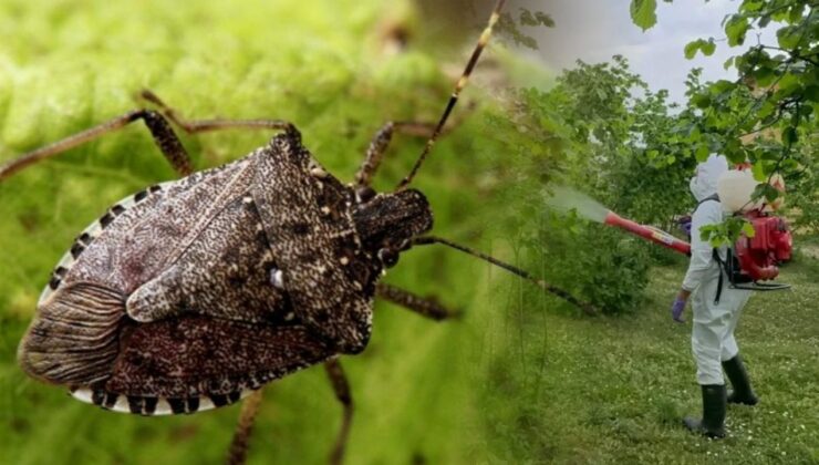Düzce’de Kahverengi Kokarca Mücadelesi Sürüyor