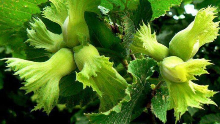 Fındık Üreticilerine Kritik Don Uyarısı!